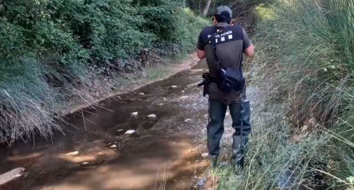Un membre d'Agents Rurals a la zona de riu on s'han detectat purins.
