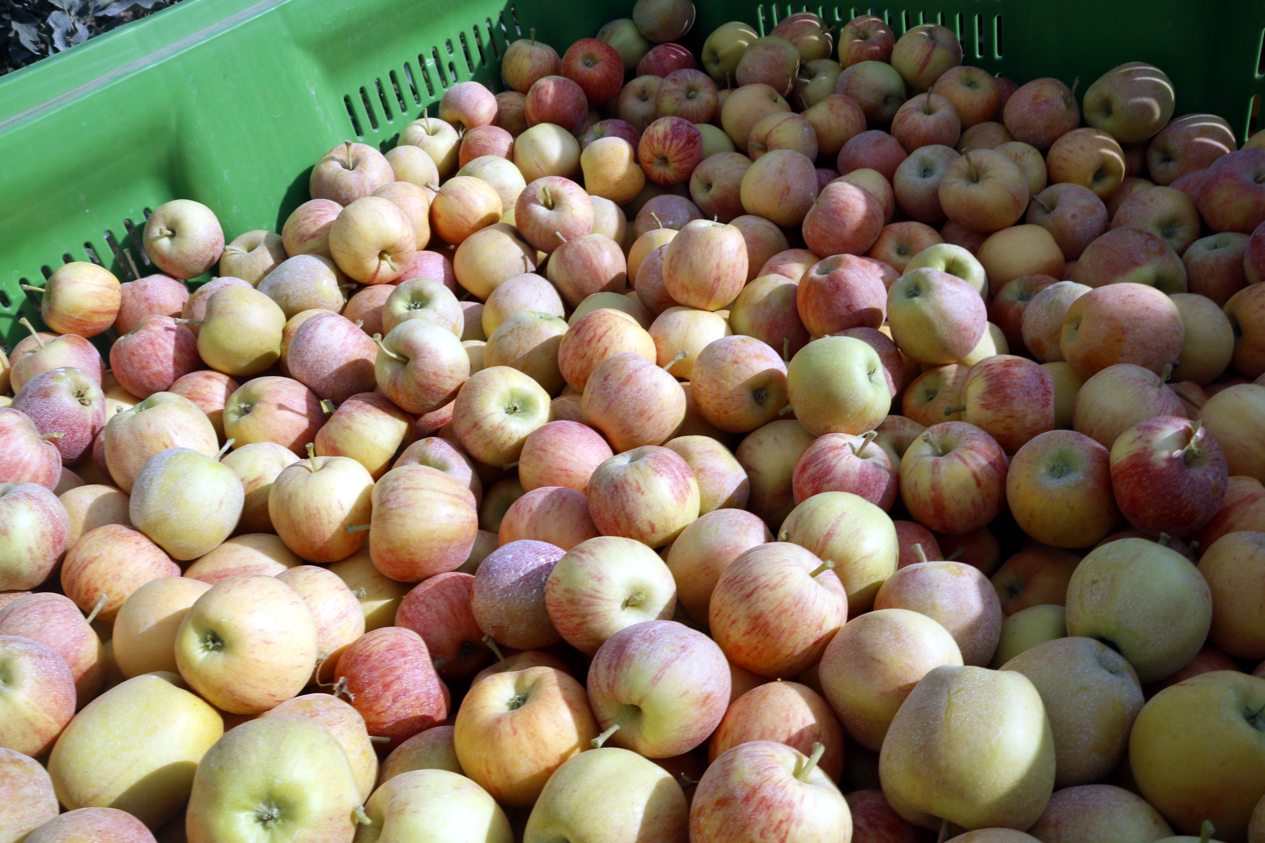 Pomes Gala collides en una finca de Bell-Lloc d'Urgell