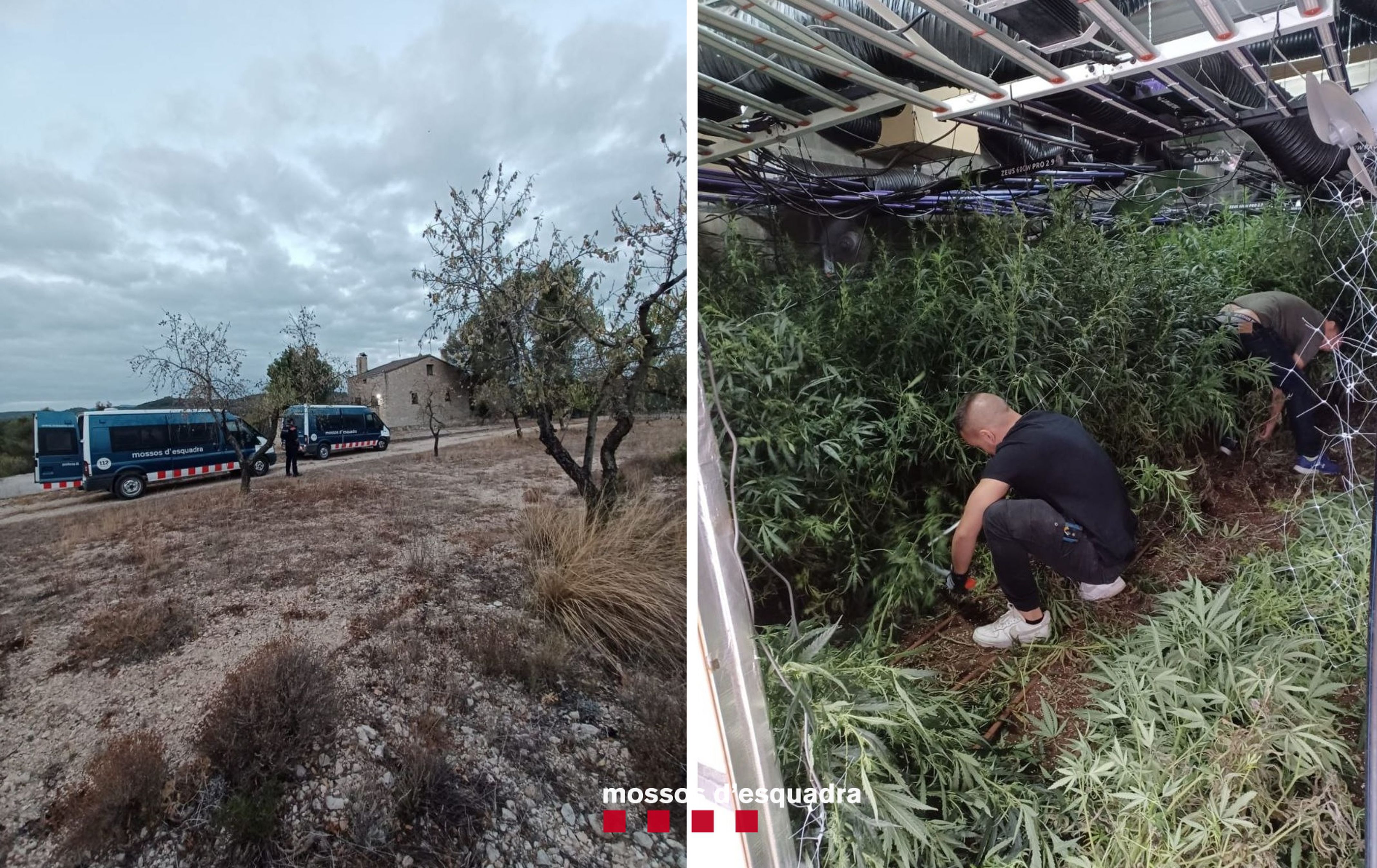 Imatges del dispositiu policial desmantellant la plantació de marihuana de l'Espluga Calba