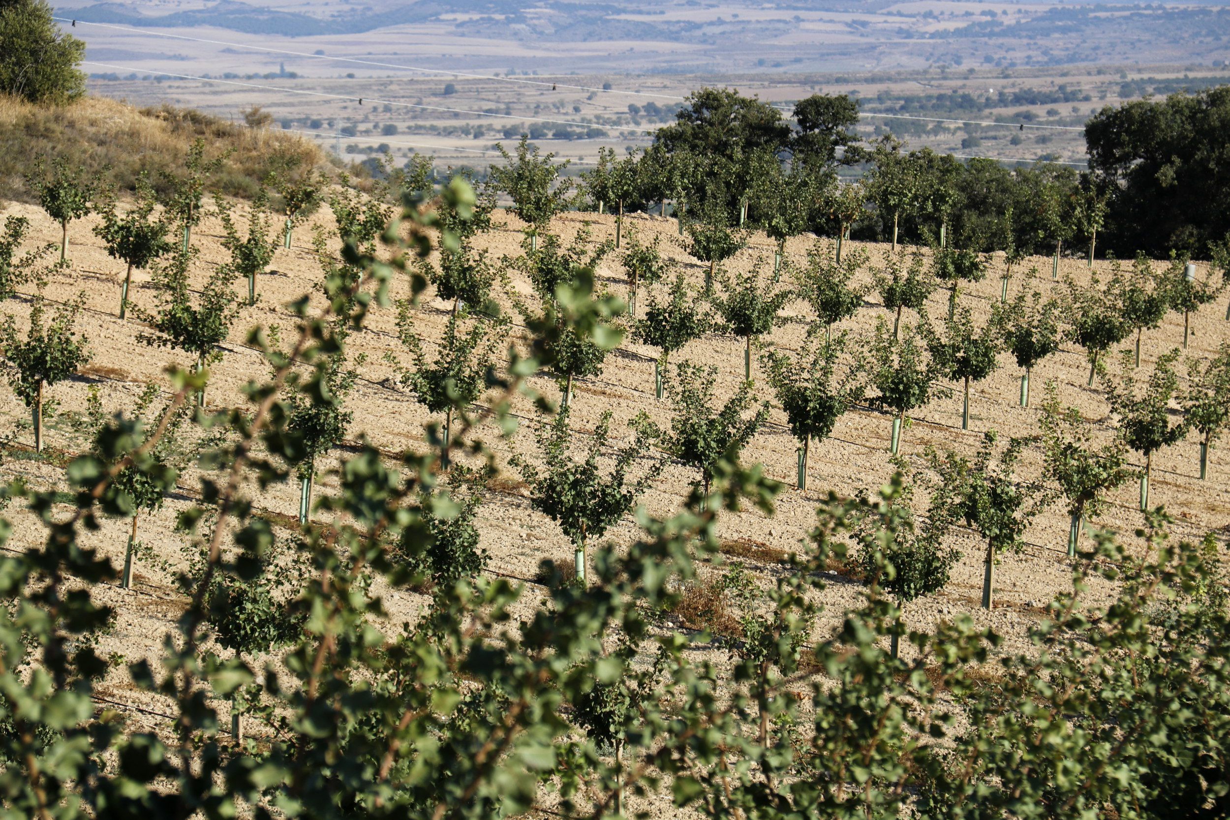 Una finca de pistatxos 