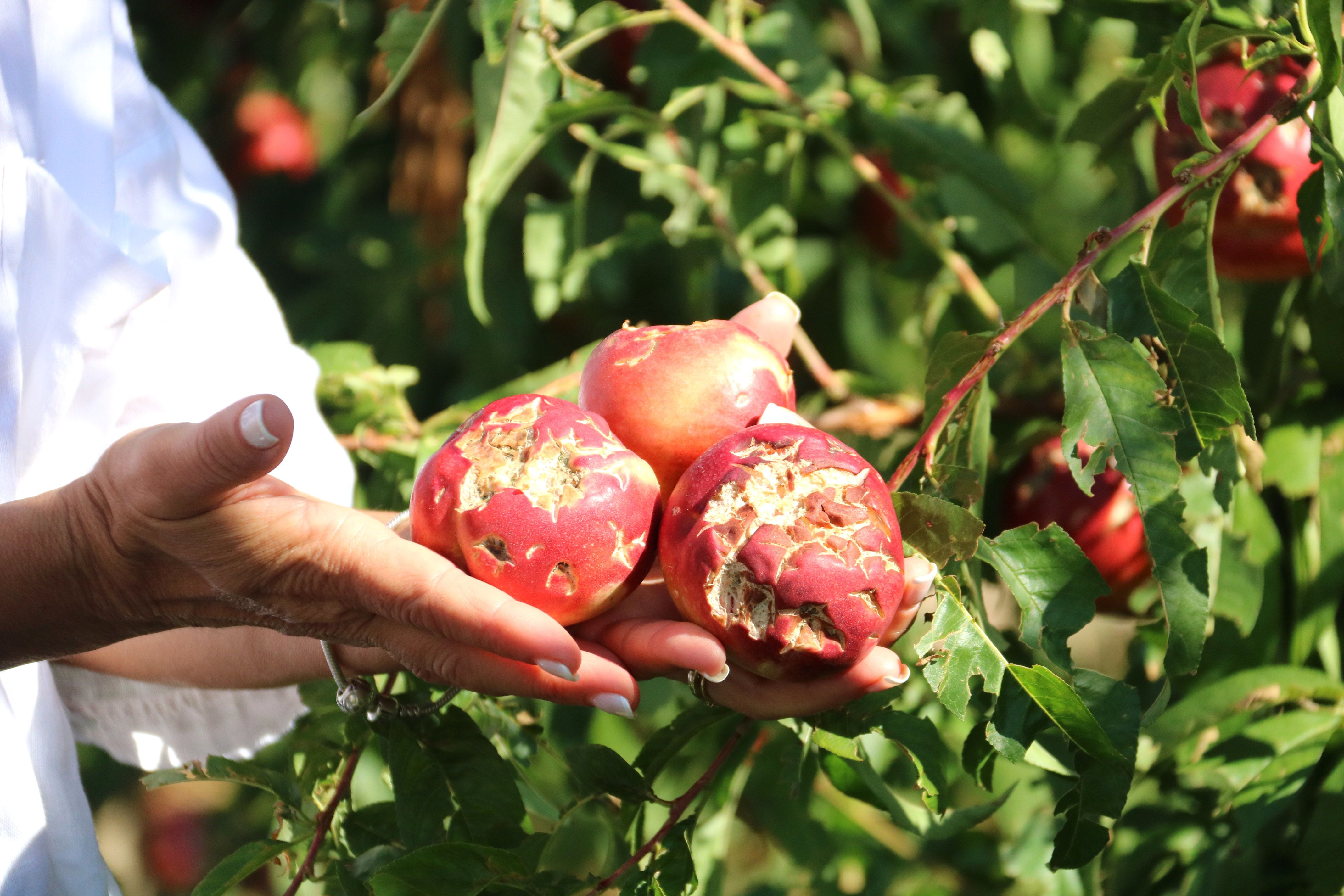 Nectarines danyades per la pedra