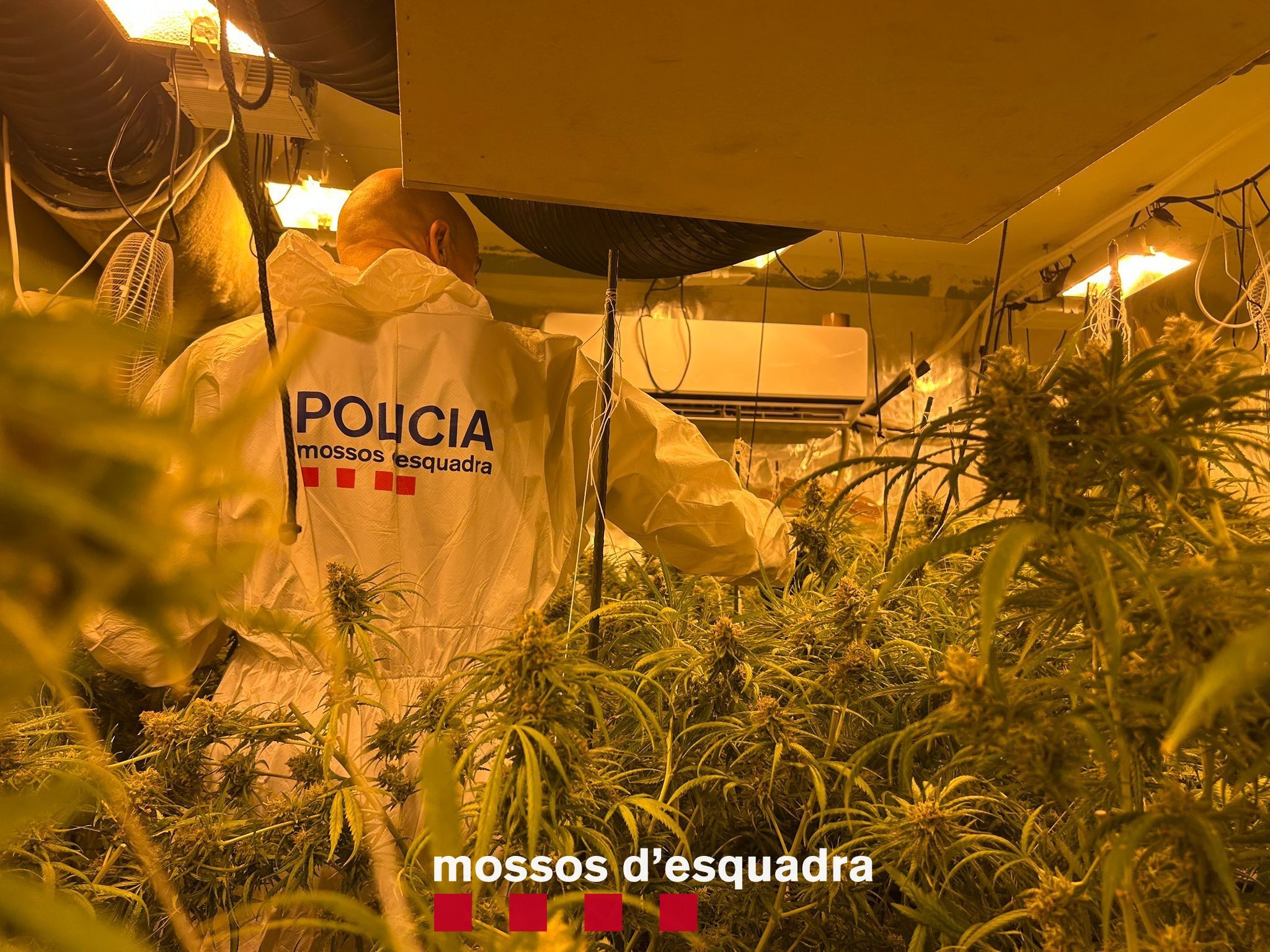 El cultiu de Marihuana en una casa dels Omellons, a les Garrigues