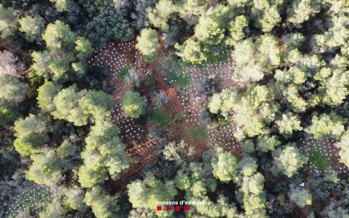 Imatge aèria de la zona boscosa on es van trobar les plantes a la Pobla de Cérvoles