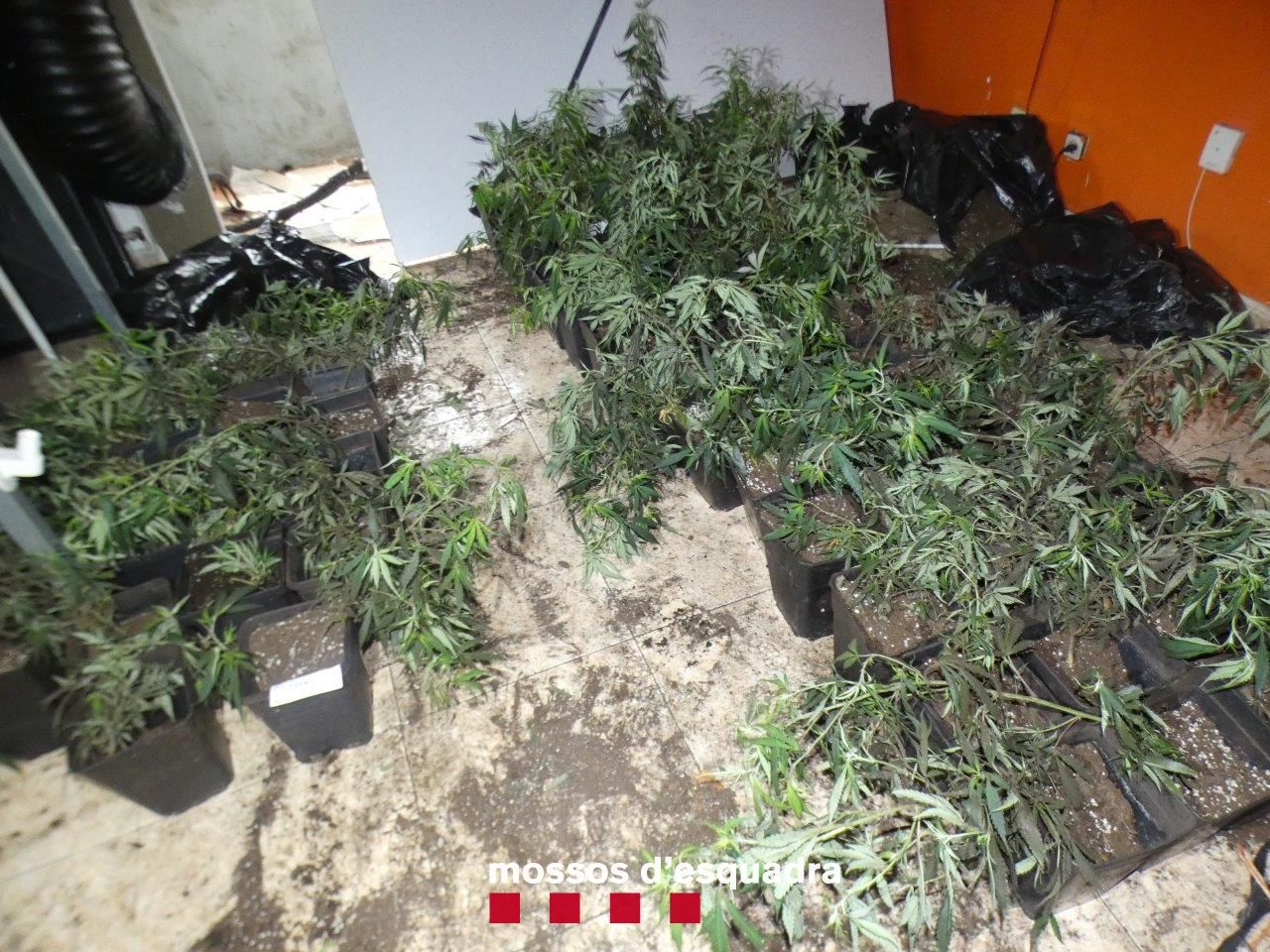 Plantes de marihuana que els Mossos han confiscat