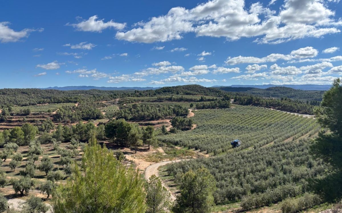 Imatge dels camps del molí de Quadrat Valley.