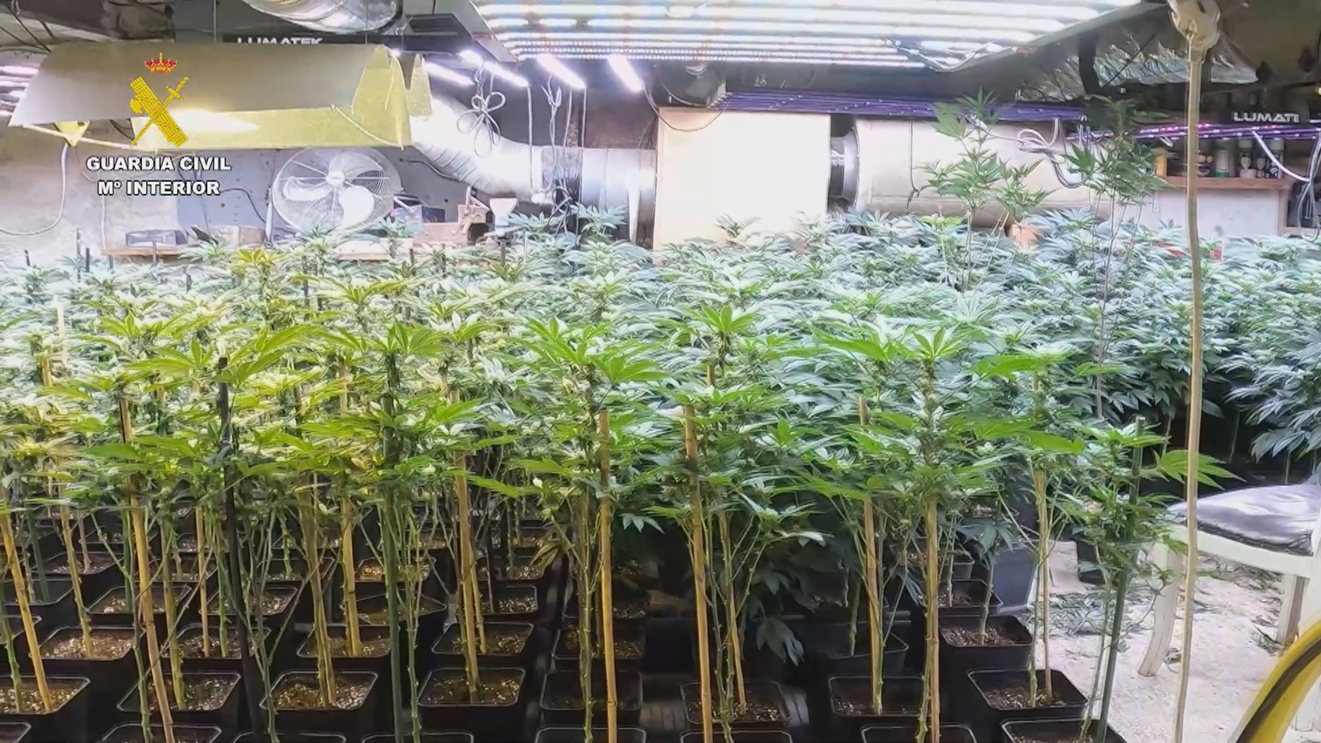 Plantació de marihuana a Vilanova de la Barca