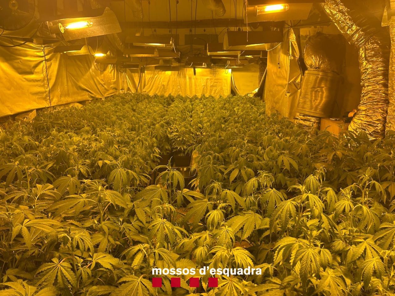 Imatge del cultiu d'interior de marihuana d'una casa d'Ivars d'Urgell