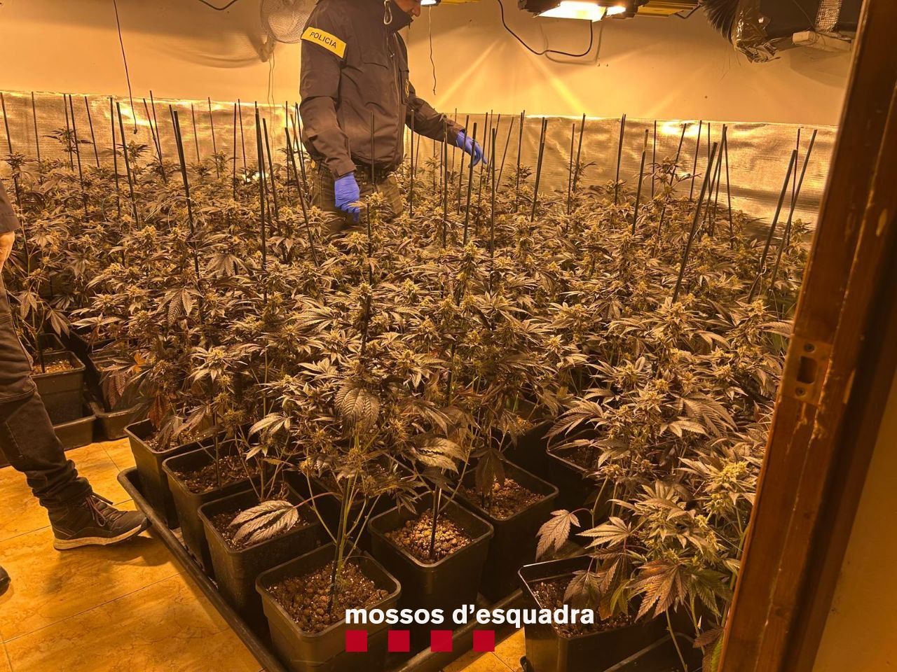 Imatge de la plantació de marihuana a Castellserà