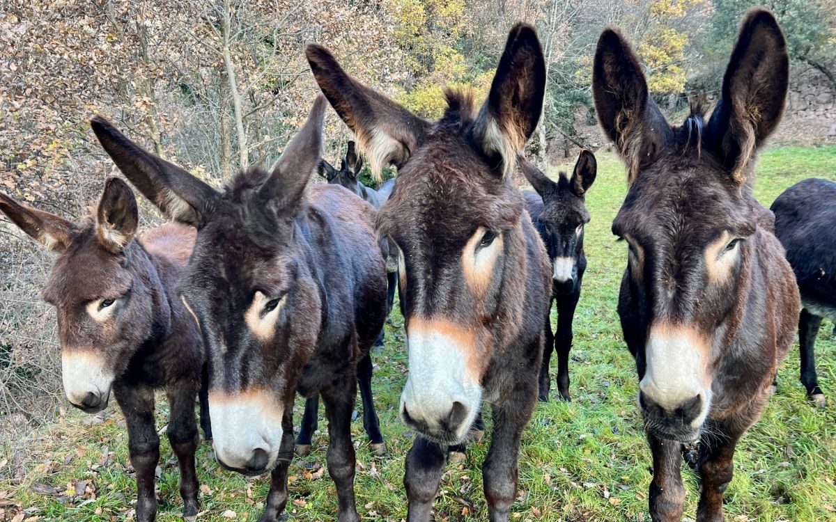 Rucs de la Microreserva de ruc català de Soriguera