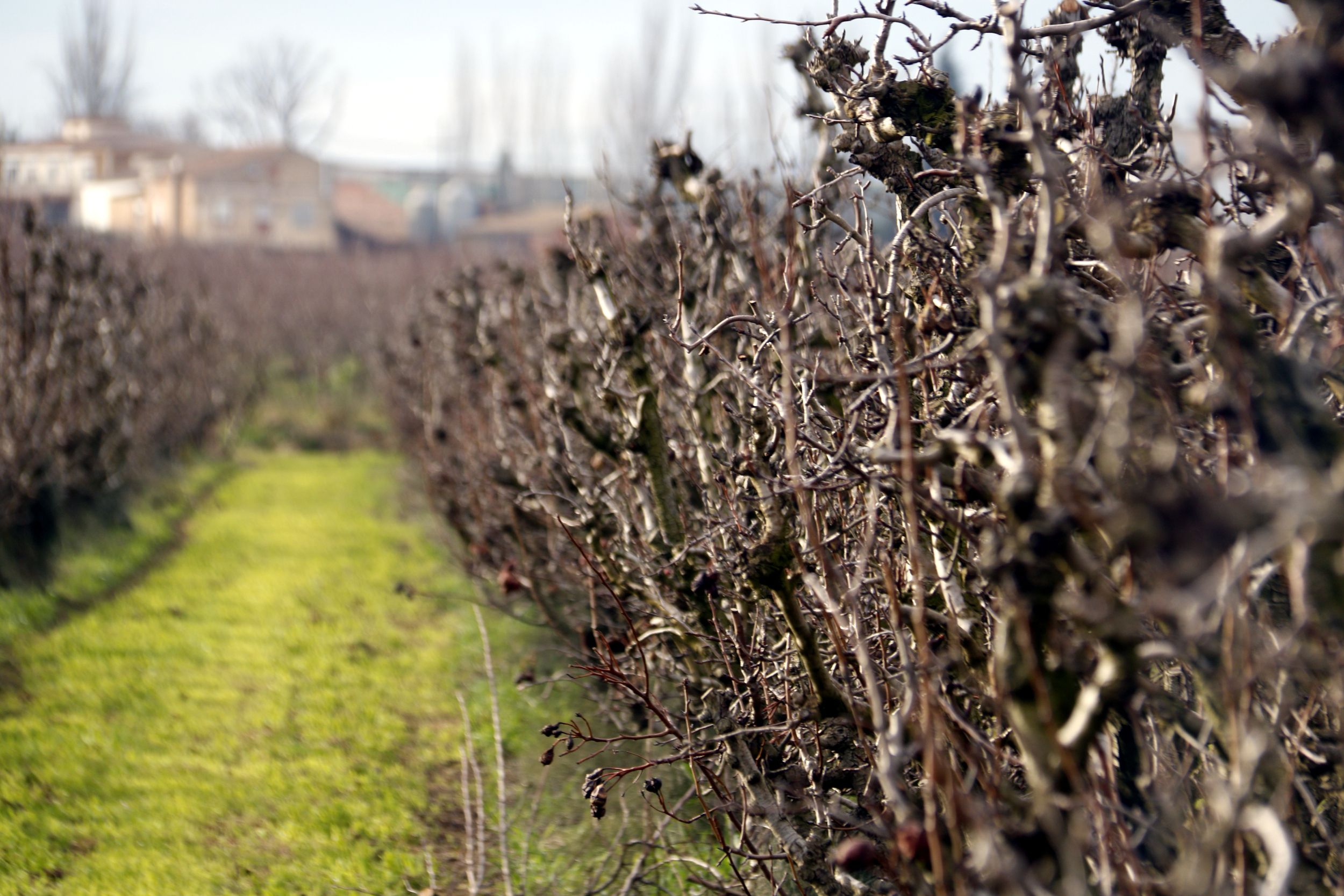 Filera de pereres en una finca de l'Horta de Lleida