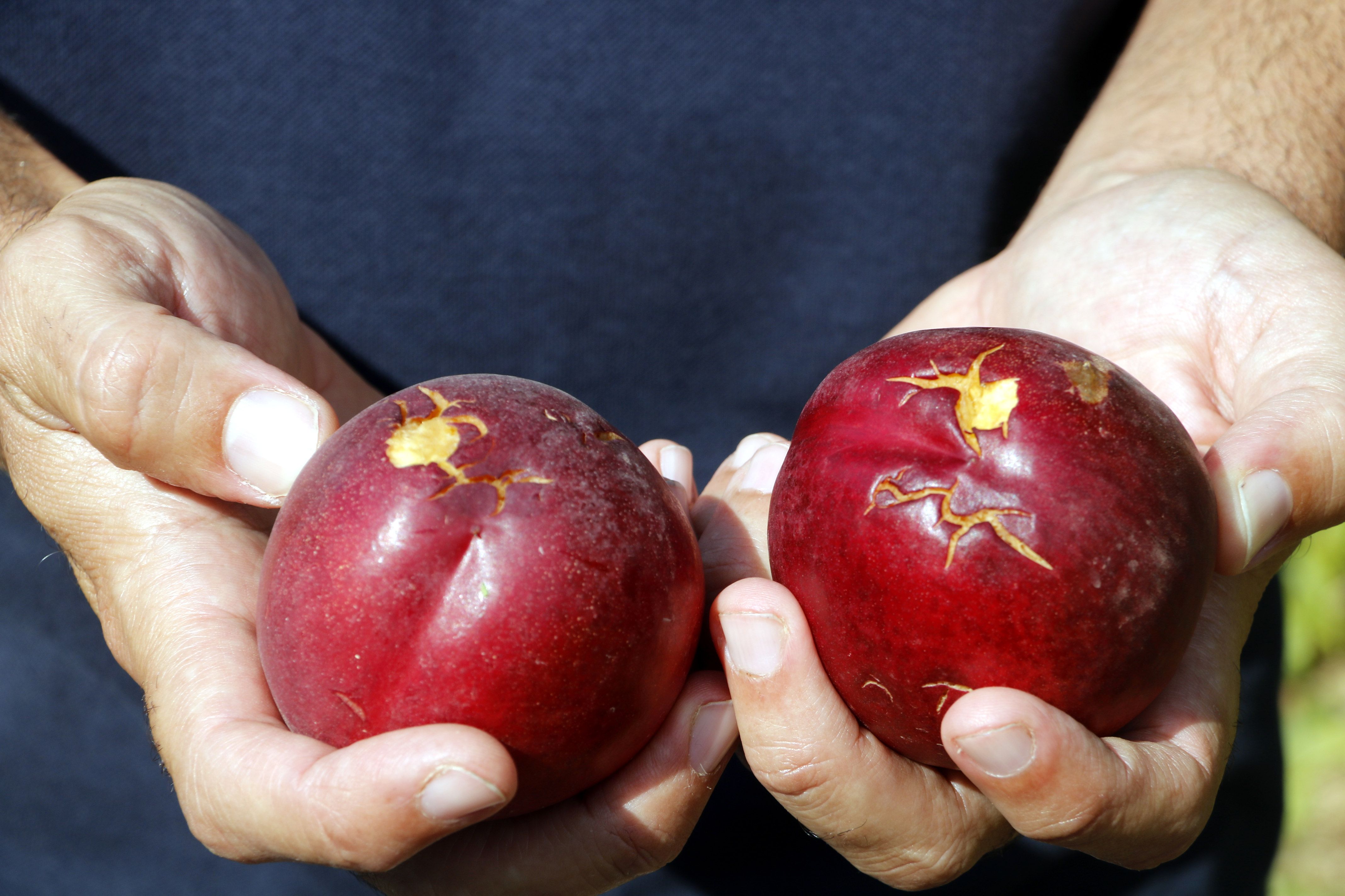 Dos nectarines pedregades en un finca d'Aitona