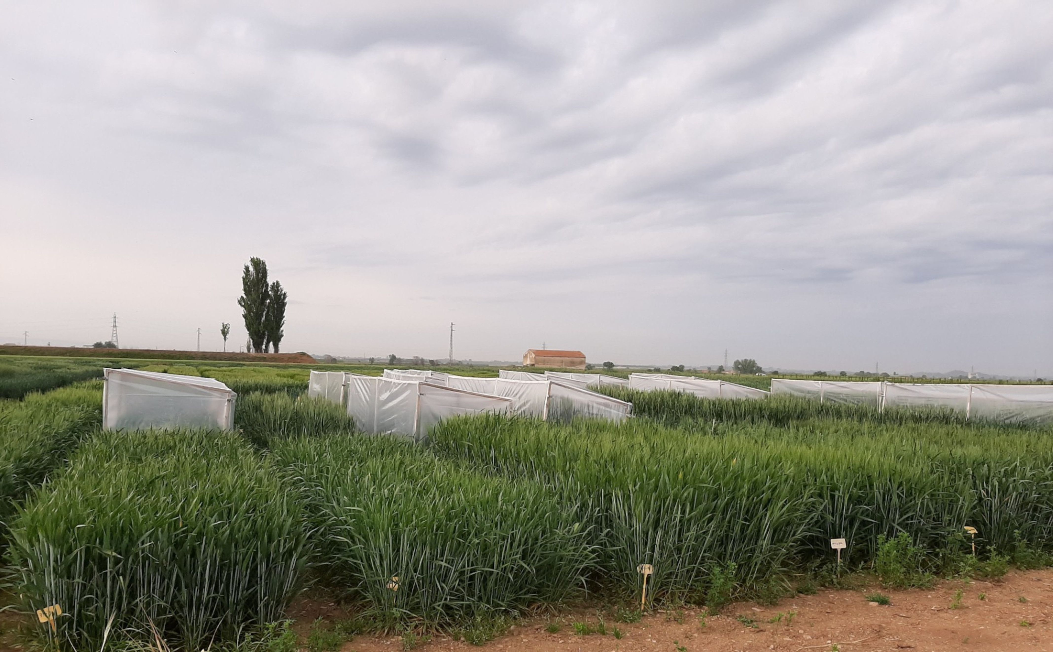 Carpes en un camp d'ordi en el marc d'un estudi d'Agrotecnio i tres empreses 