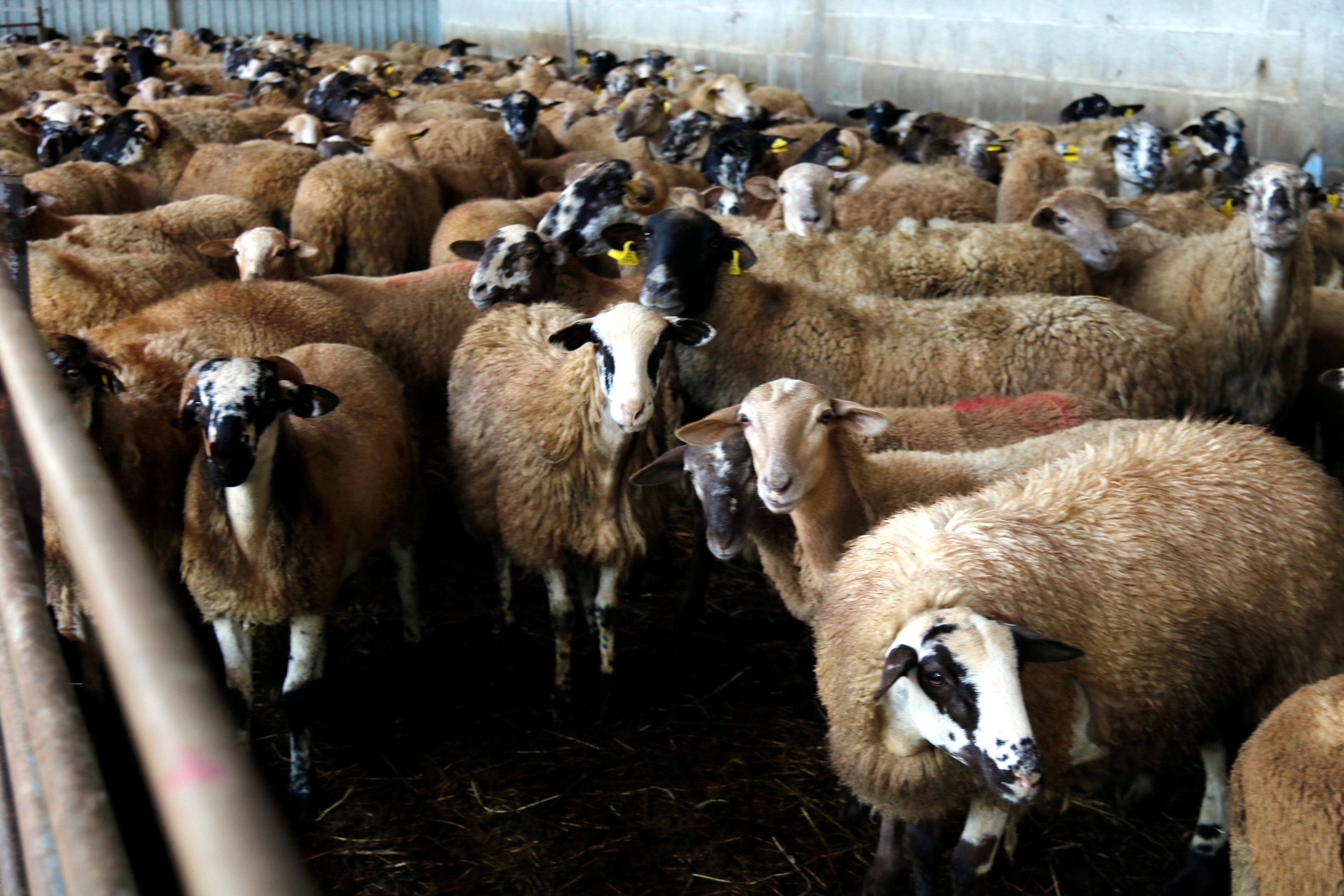 El ramat tancat al corral per protegir-lo del llop