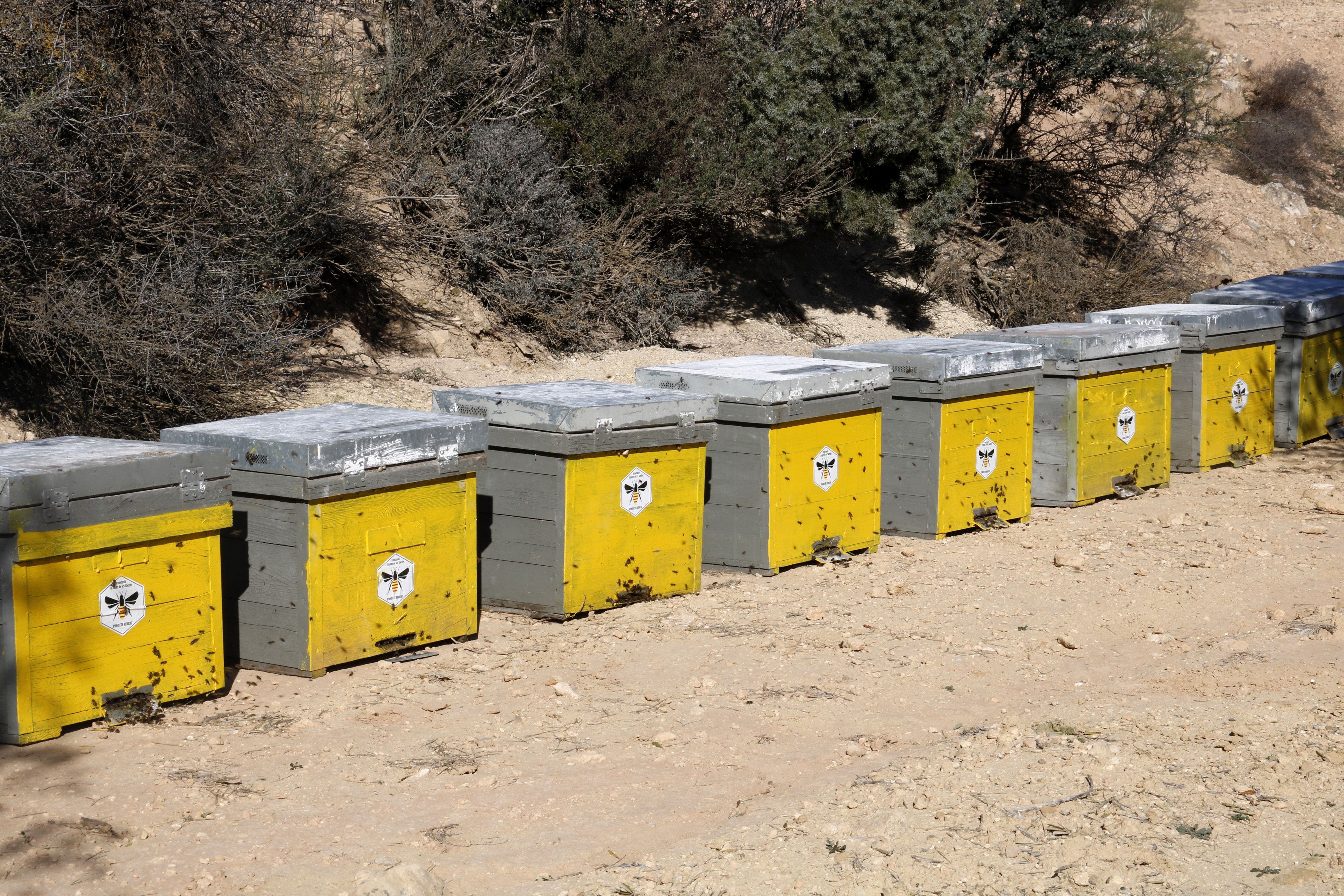 Les deu arnes d'abelles que s'han instal·lat a la finca experimental de Maials de la Diputació de Lleida en el marc del projecte Redicat