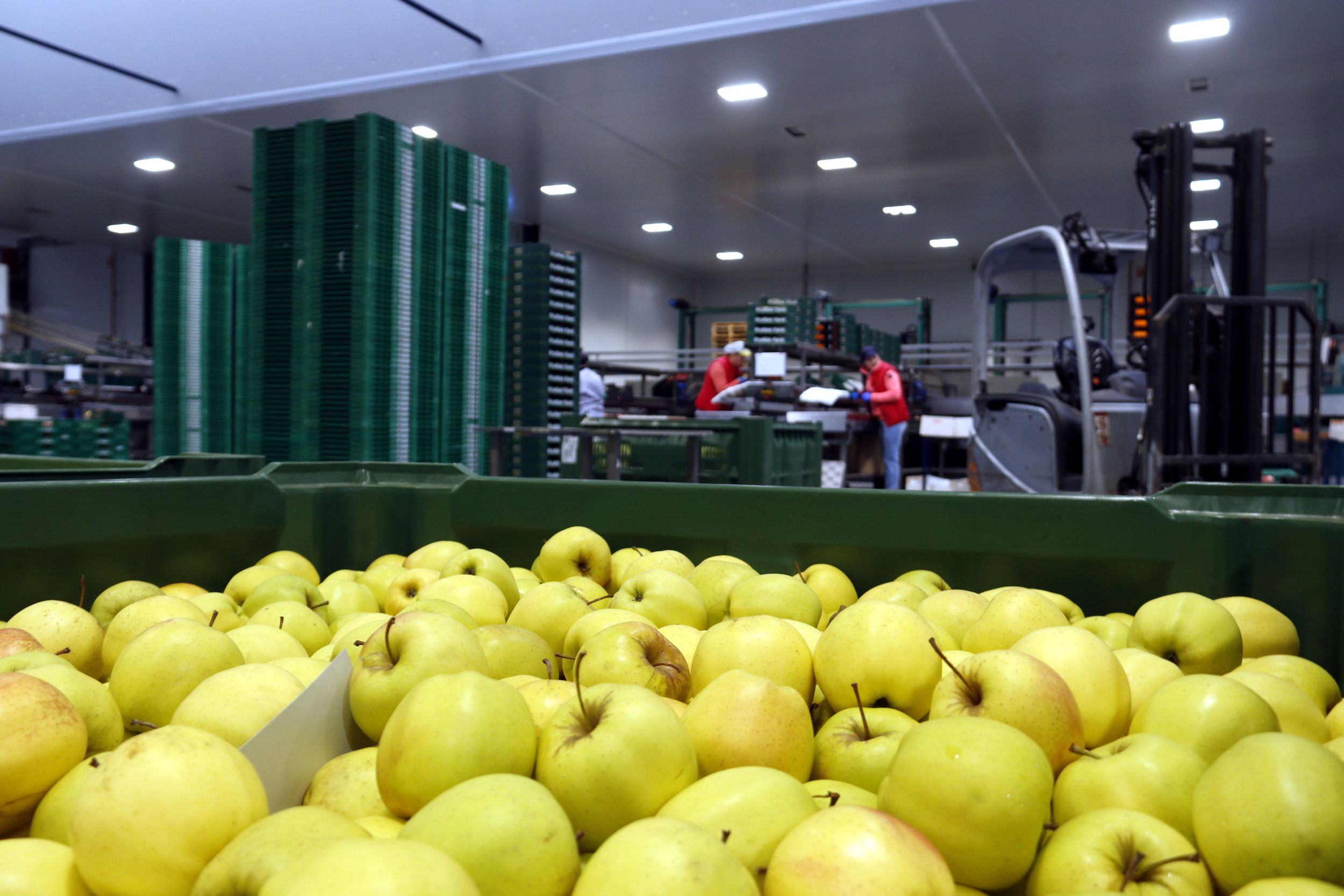 Pomes golden en un palot de l'empresa Fruites Font de Torres de Segre, al Segrià