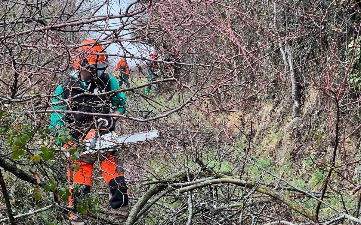 Un alumne de l'Escola Agrària del Pirineu treballant amb una màquina en les tasques de neteja d'una zona de bosc a l'Alt Urgell