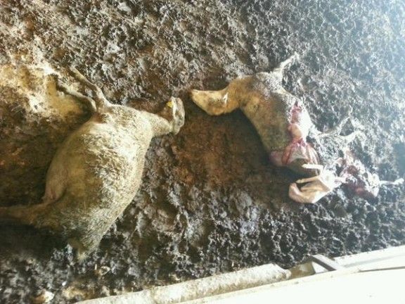 Dues ovelles van morir ahir per l'atac dels gossos
