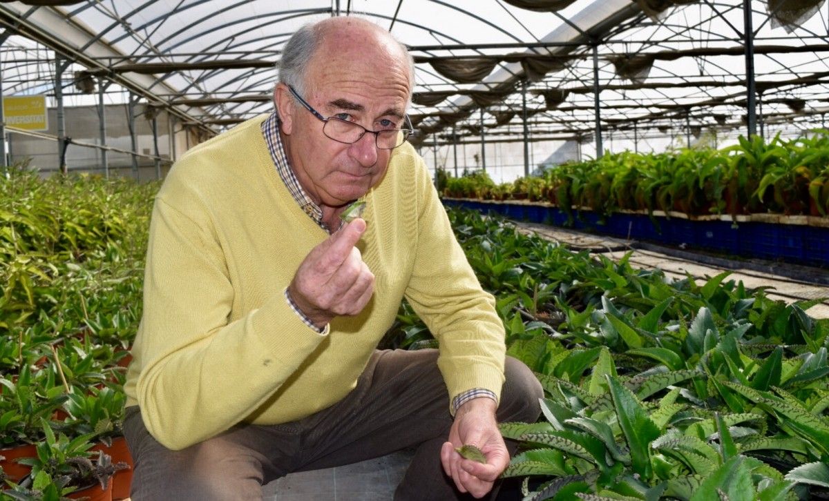 Josep Pàmies amb una planta que diu que cura els càncer