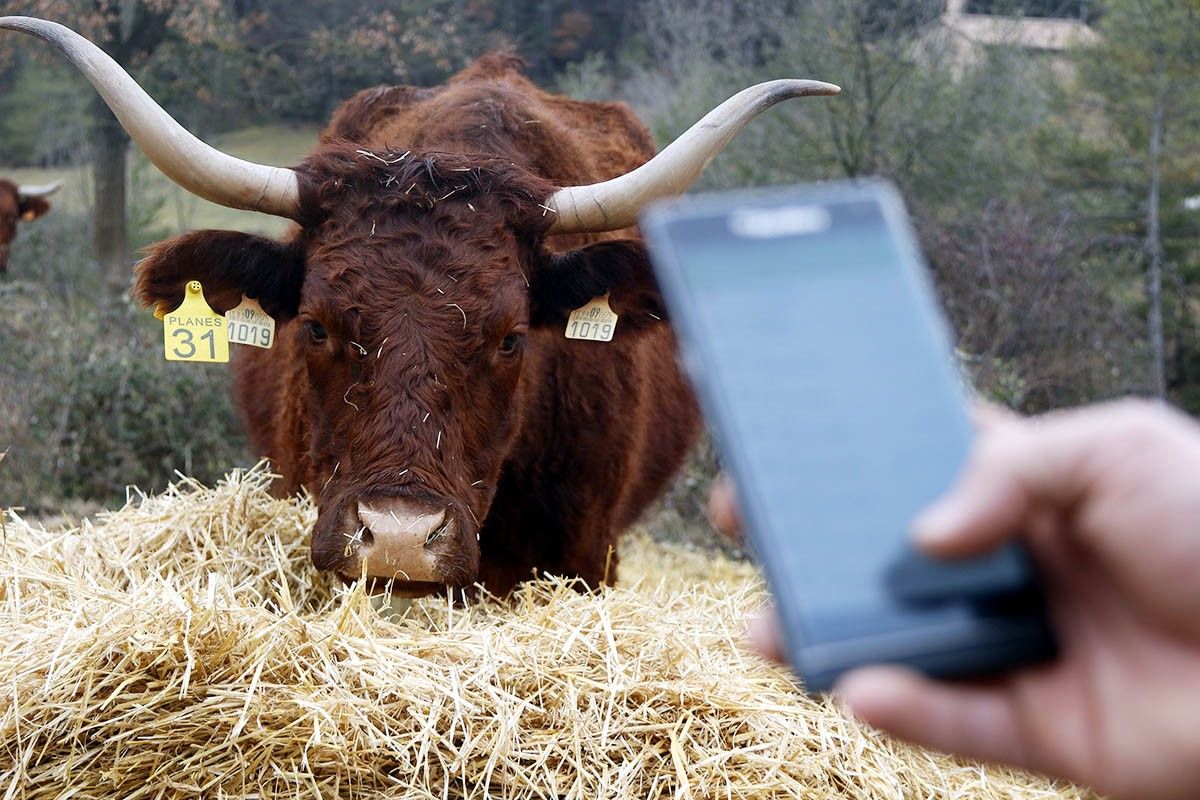 Un mòbil, amb una vaca al fons a la finca de Navès