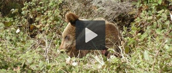 Vídeos de les darreres setmanes de l'óssa Aubèrta