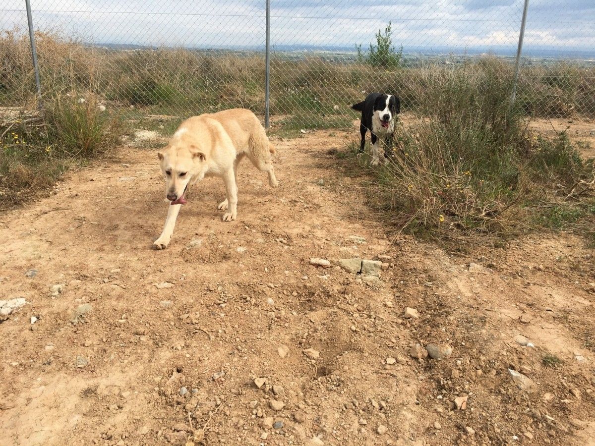 Imatge de dos gossos al refugi