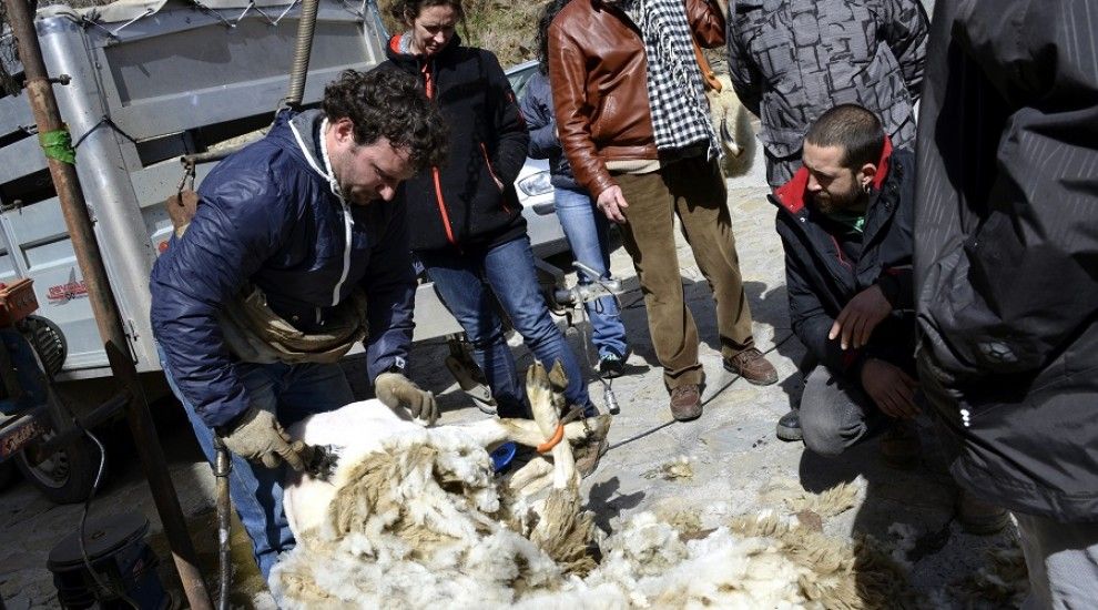 Un pastor ensenya als alumnes a xollar una ovella amb tisores elèctriques