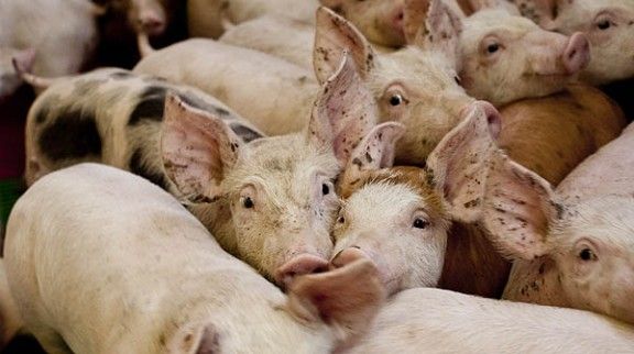 Un grup de porcs en una granja