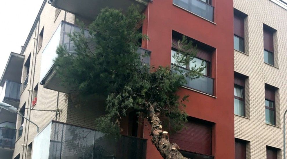 Imatge de l'arbre tombat