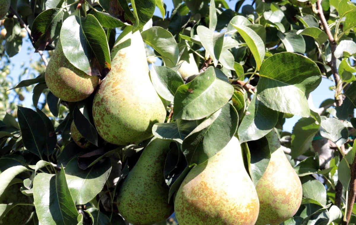 Imatge de peres a l'arbre en una plantació de Lleida