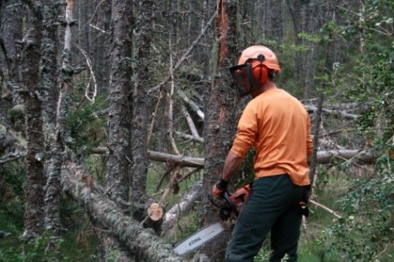 Imatge dels funcionaris de boscos d'Alp treballant al bosc.