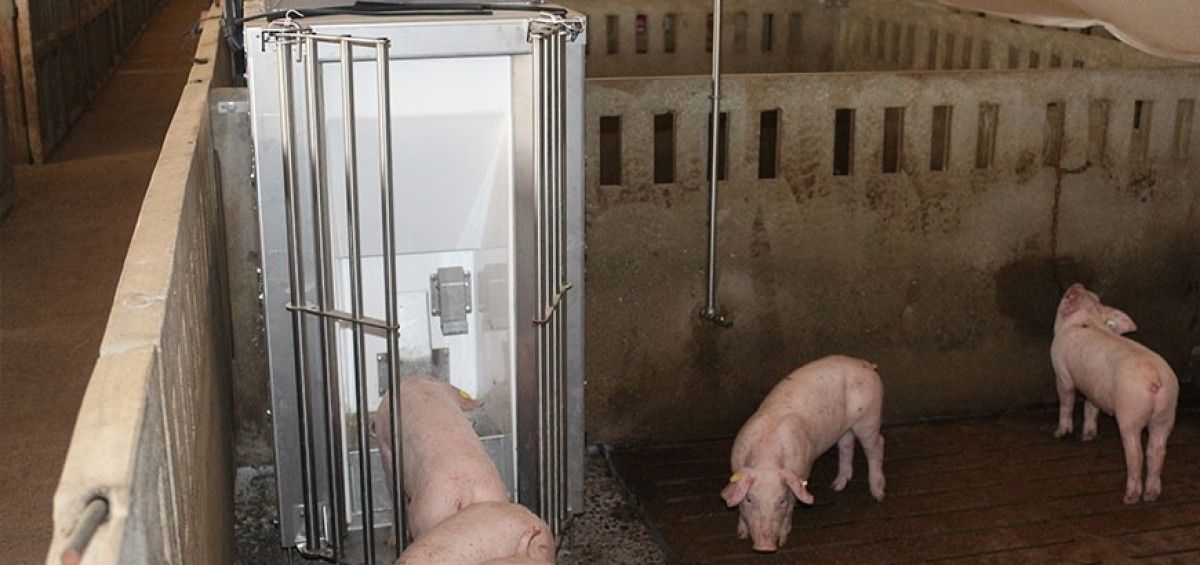 Porcs alimentant-se amb el sistema ideat a la UdL