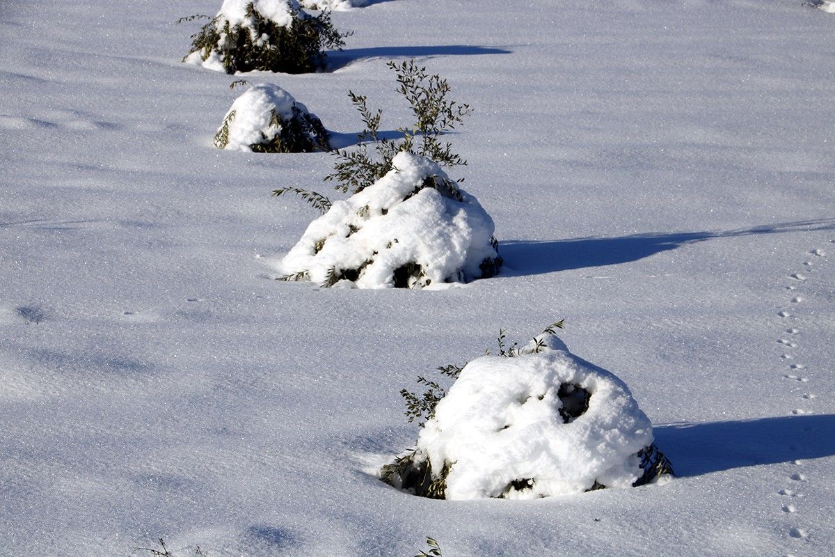 Camp d’oliveres colgat per la neu