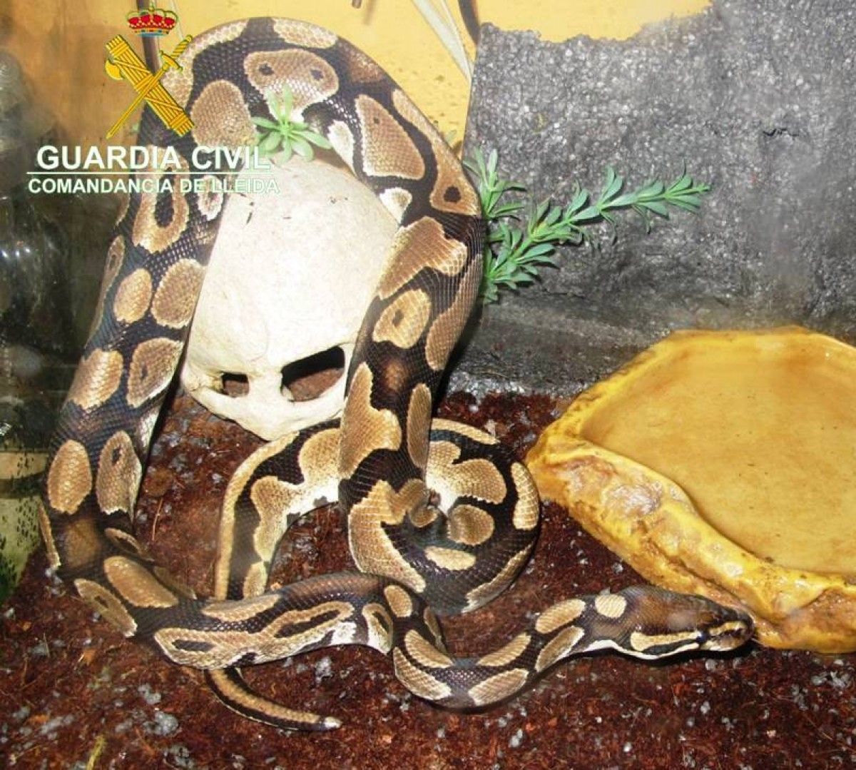 Imatge de les serps