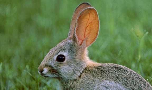 Imatge d'arxiu d'un conill