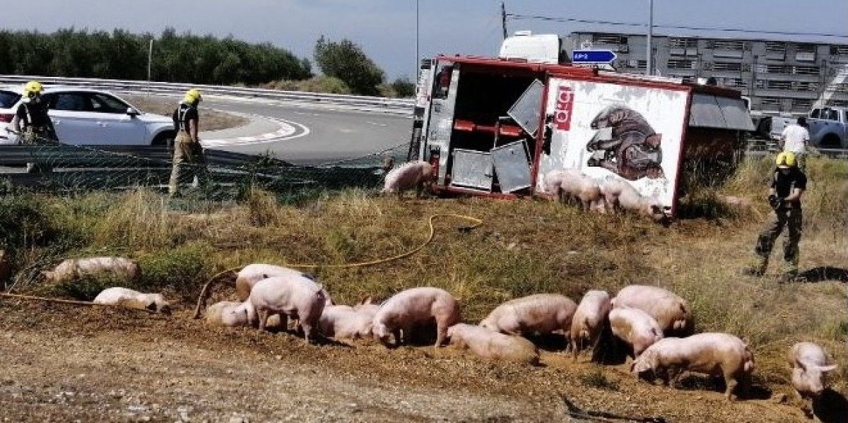Els porcs, a la carretera