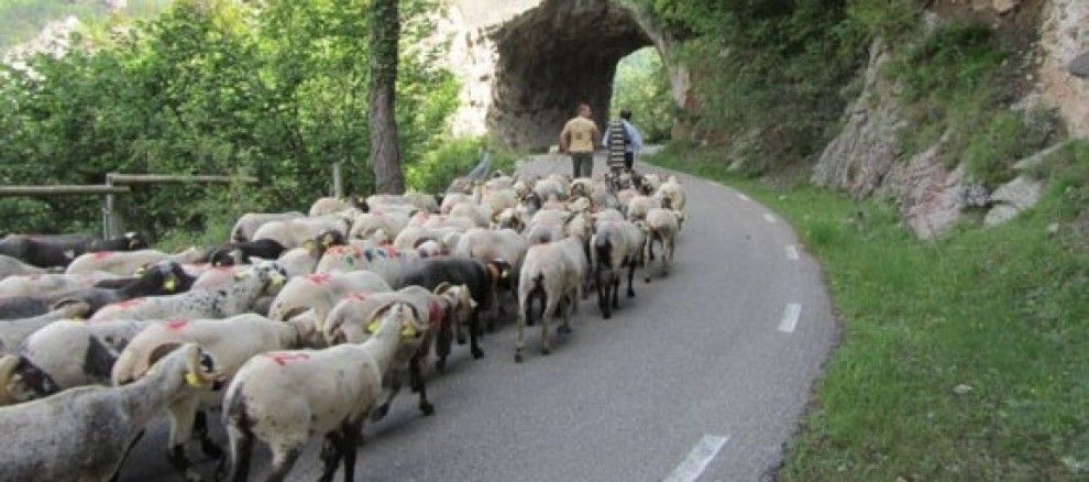 Un ramat d'ovelles fent camí cap a Castellar de n'Hug.