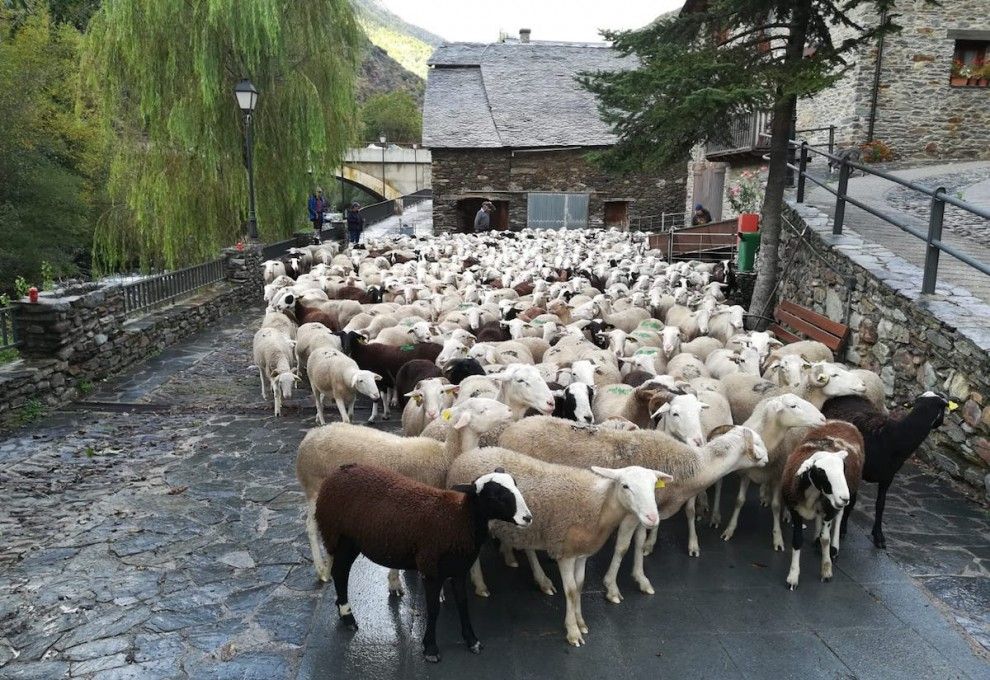 Un ramat d'ovelles després de passa l'estiu a la muntanya, en imatge d’arxiu