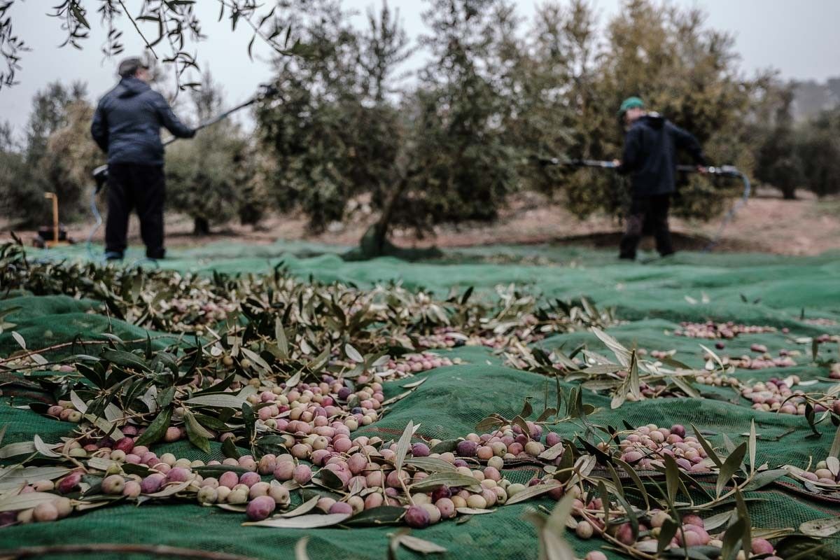 Un home recollint olives