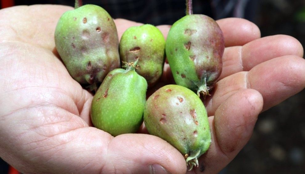 Imatge de detall de cinc pomes petites d'una finca de Castellnou de Seana 