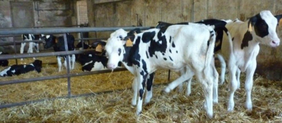 Els ramaders temen que els preus de la llet baixin
