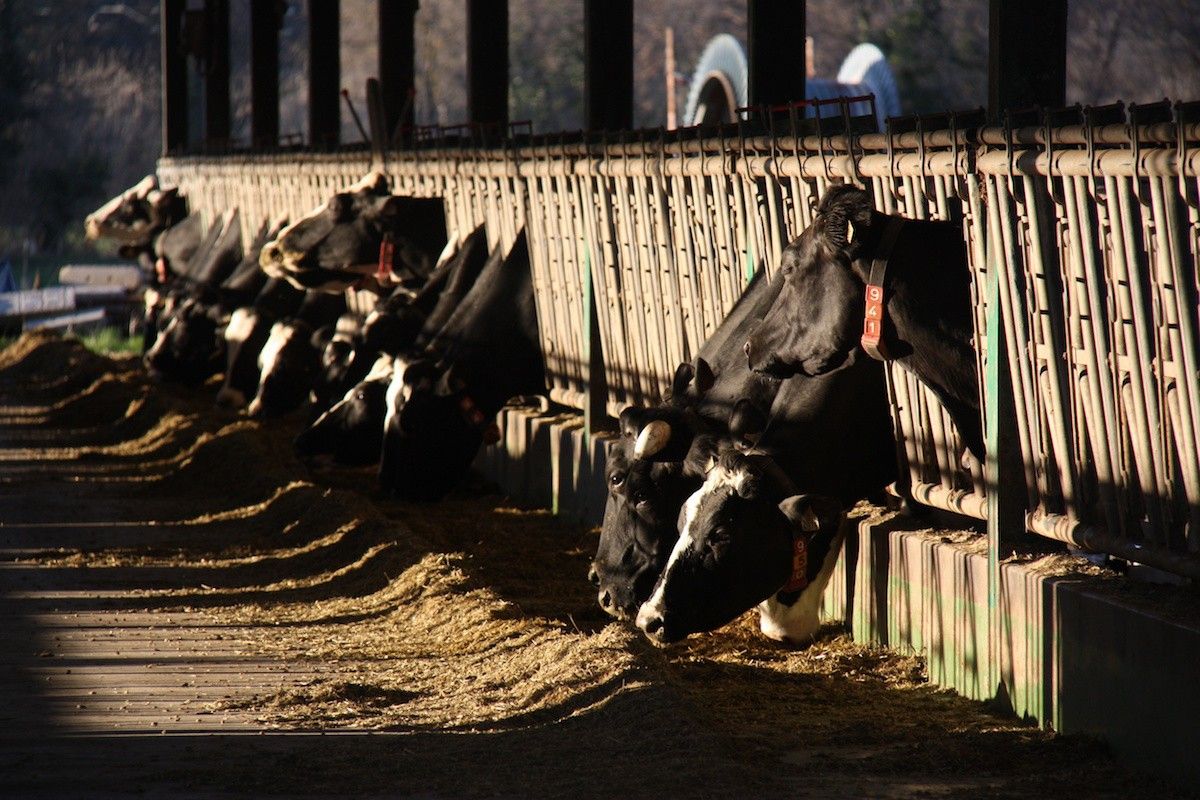 Una desena de vaques mengen en una explotació ramadera