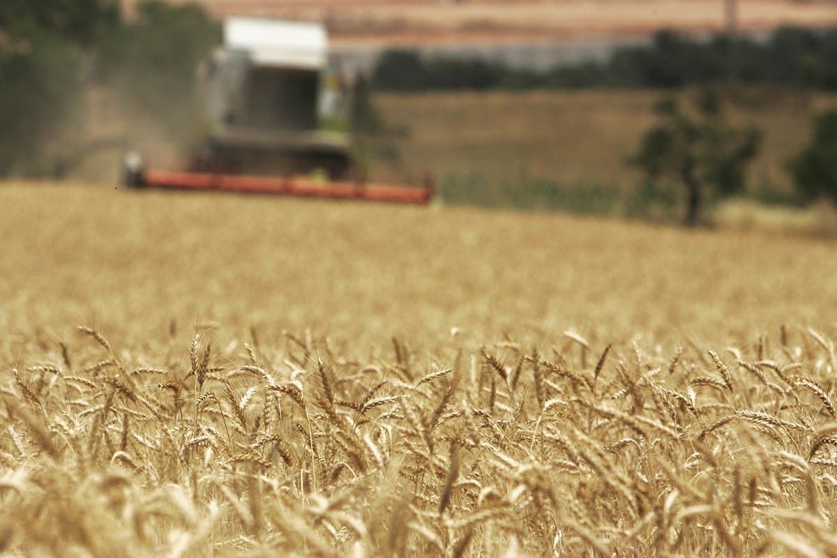 Imatge d'un camp de blat