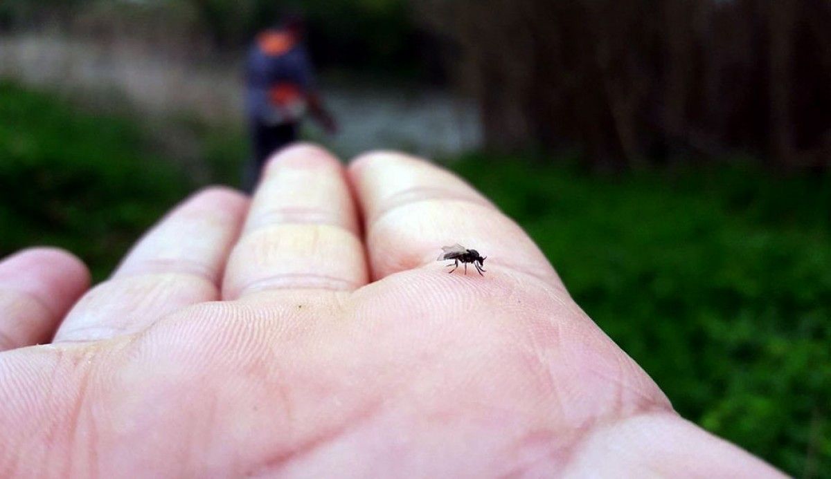 La mosca negra diposita les seves larves al riu