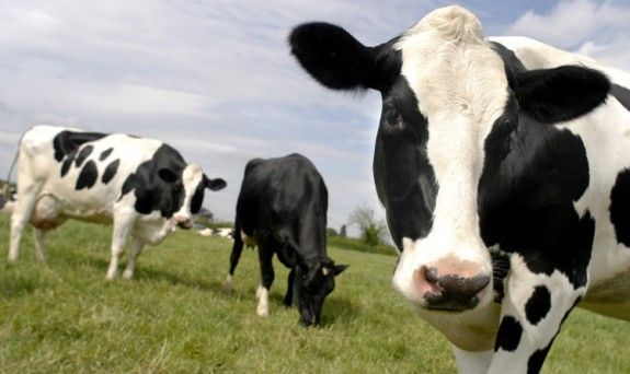 La pràctica de vendre llet crua del ramader al consumidor es desenvolupa amb normalitat a països com Itàlia, França i Alemanya.