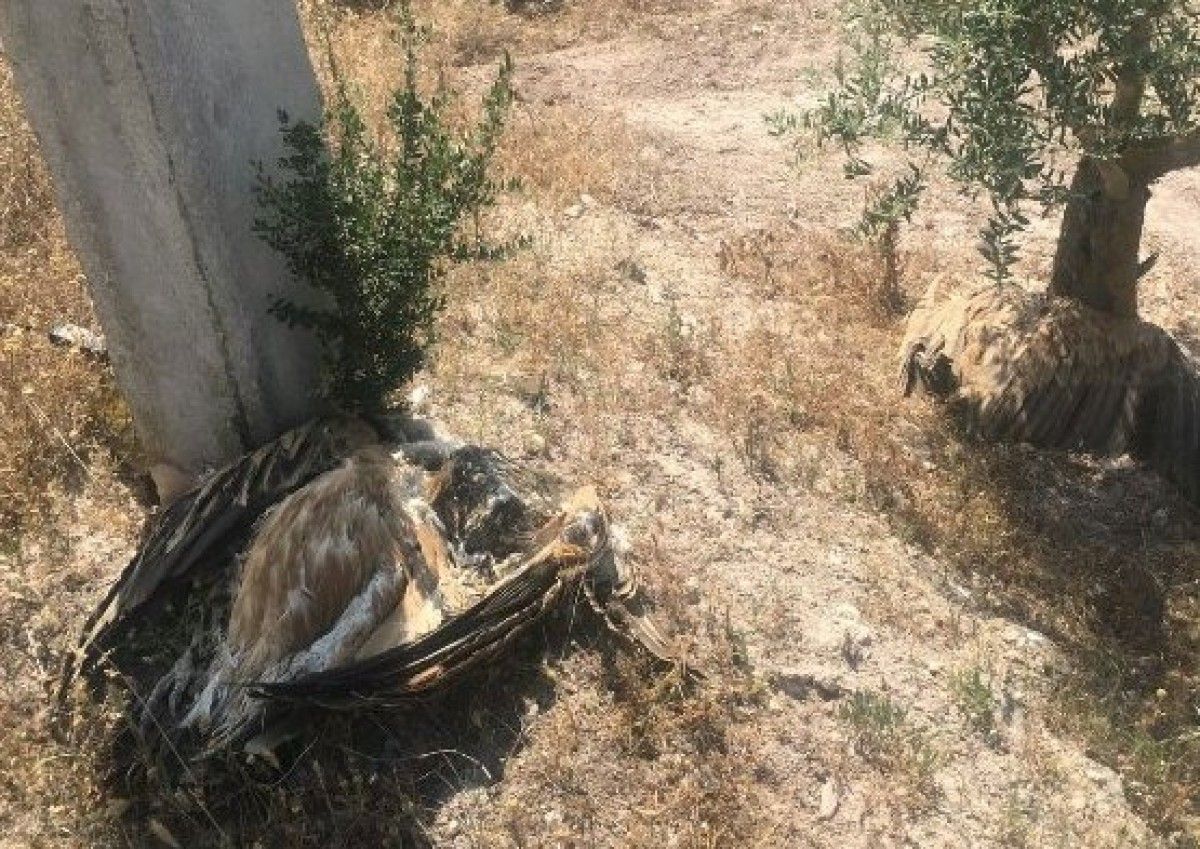 Imatge de dues aus mortes