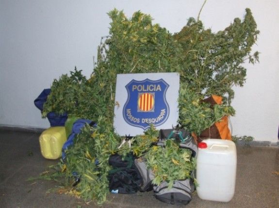 Imatge de les plantes de marihuana comissades a dos veïns de la Seu d'Urgell.