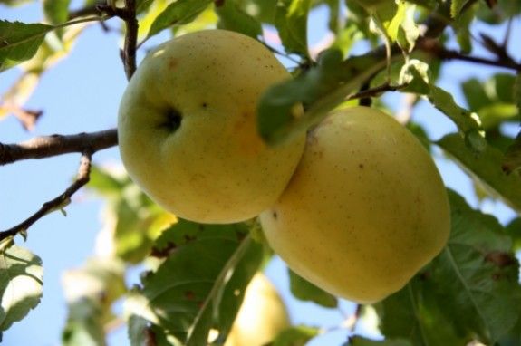 Dos pomes en un pomer al Pallars Sobirà.