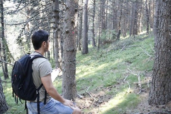 Un dels rematants de fusta observant els arbres marcats en els boscos de Civís (Alt Urgell).