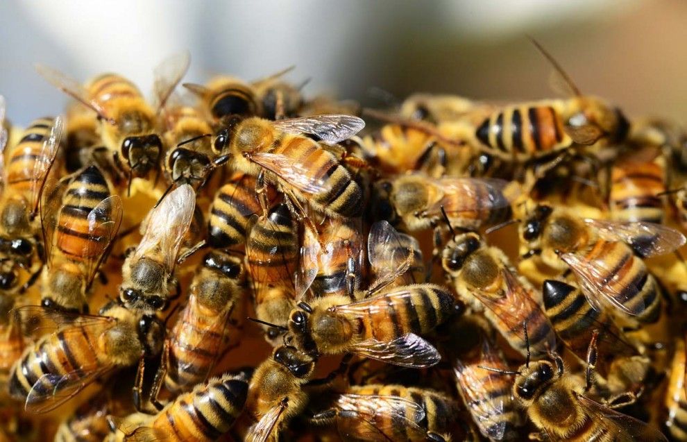Imatges d'abelles