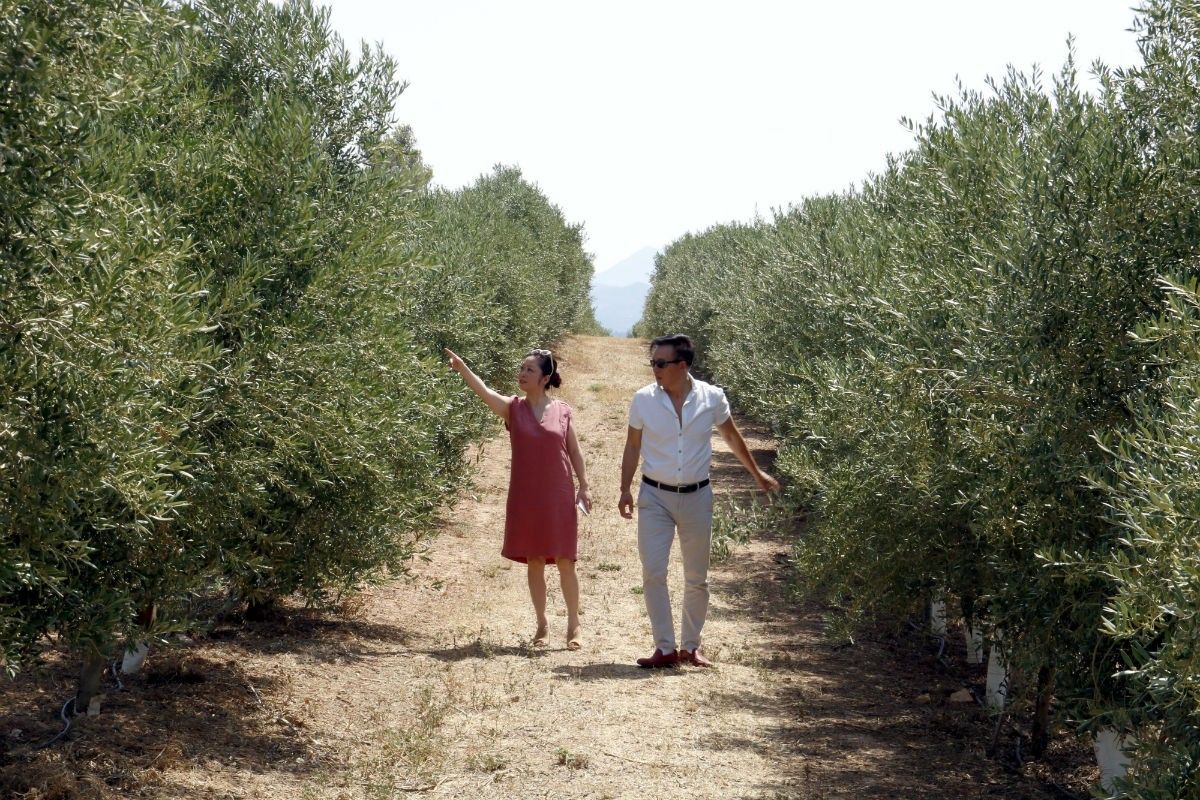 El Lam Chuen amb la seva sòcia, Fei Fei Chen, passejant per la finca d'oliveres de Bovera. 